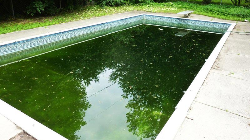 Nasty Green Pool