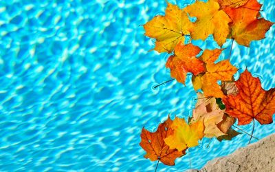 3 Easy Ways to Keep Leaves Out of Your Pool