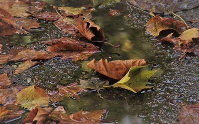 Leaf Relief – How to Prevent Stains in Your Pool
