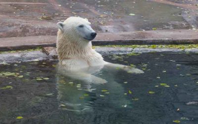 It’s Sunny & I Want to Swim… But It’s 40°F Outside